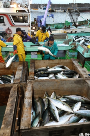Fishermen unload and sort out yellowtails by size at the Osatsube fishing port in Hakodate, Hokkaido, in October. | HOKKAIDO SHIMBUN