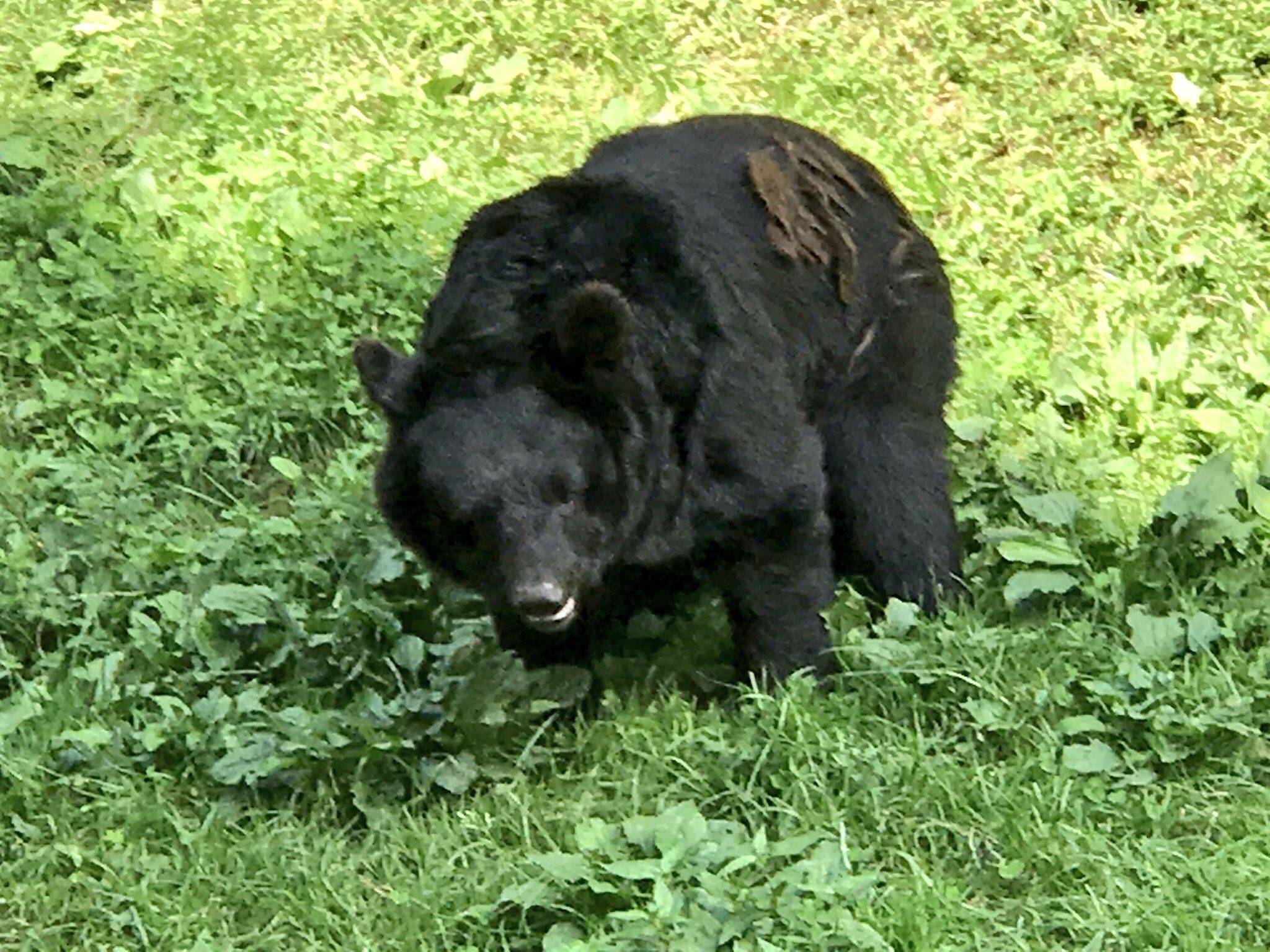 Between April and September this year, wild bears were spotted 13,670 times across Japan, the highest six-month figure in five years. | GETTY IMAGES