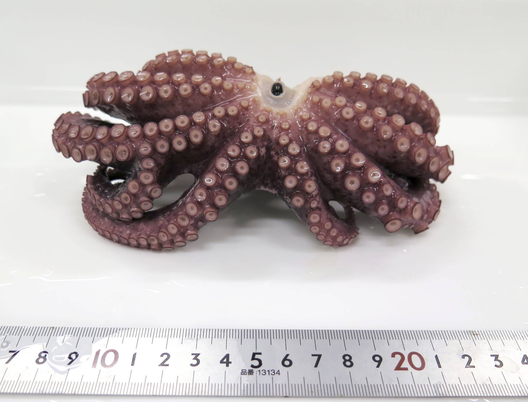 The diversity of nature': Rare 9-tentacled octopus found in