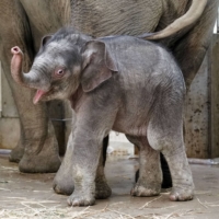 A baby Asian elephant born at Tokyo\'s Ueno Zoo made his public debut on Tuesday. | TOKYO ZOOLOGICAL PARK SOCIETY / VIA KYODO