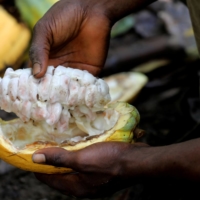 A farmer opens a cocoa pod at a cocoa farm in Bobia, Gagnoa, Ivory Coast, in December last year.  | REUTERS