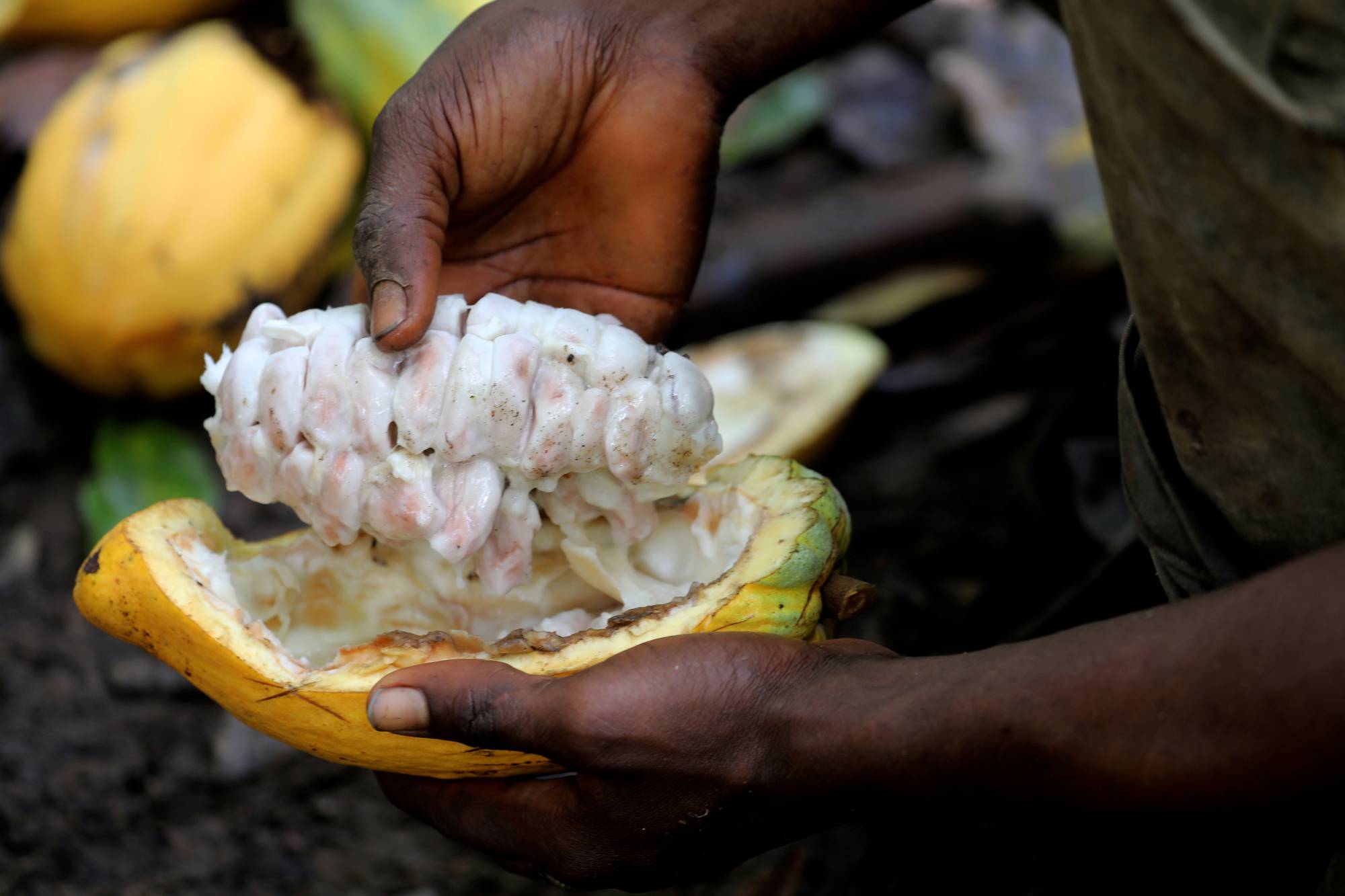 A farmer opens a cocoa pod at a cocoa farm in Bobia, Gagnoa, Ivory Coast, in December last year.  | REUTERS