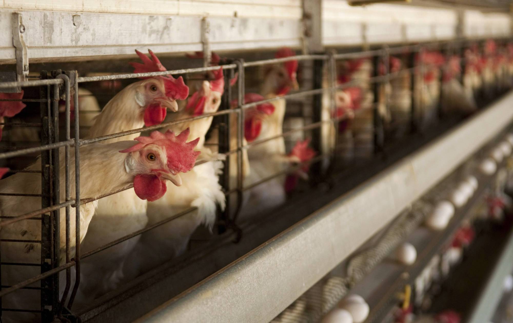 Hens stand in cages as their eggs roll down a chute at a chicken farm that produces some 50,000 eggs per day in Moca in the Dominican Republic in 2013. The global trend is now increasingly toward abolishing battery cages. | REUTERS