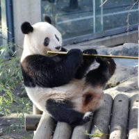 Xiang Xiang has grown from 147 grams to 76.4 kilograms since her birth at the Ueno Zoological Gardens in Tokyo. | COURTESY OF TOKYO ZOOLOGICAL PARK SOCIETY / VIA KYODO