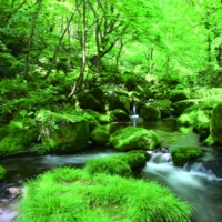 Suntory’s Natural Water Sanctuary Okudaisen located in Tottori | SUNTORY HOLDINGS LTD.