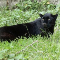 A black panther that attacked a female staff member at a zoo at Hirakawa Zoological Park in Kagoshima | COURTESY OF HIRAKAWA ZOOLOGICAL PARK / VIA KYODO
