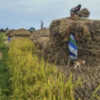 Farmers on Nov. 11 in rural Ganjam, India | ATUL LOKE / THE NEW YORK TIMES