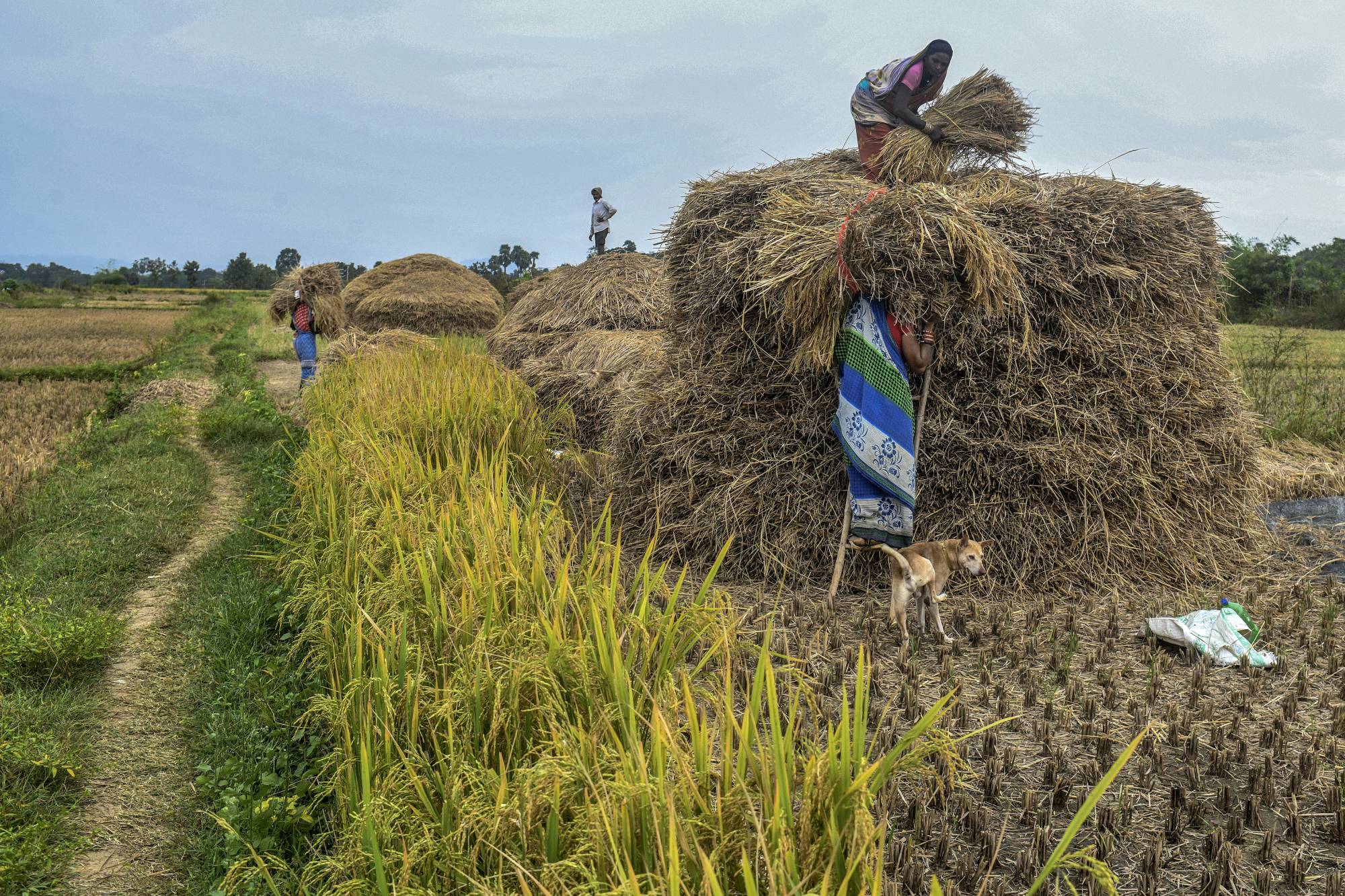 Farmers on Nov. 11 in rural Ganjam, India | Atul Loke / The New York Times