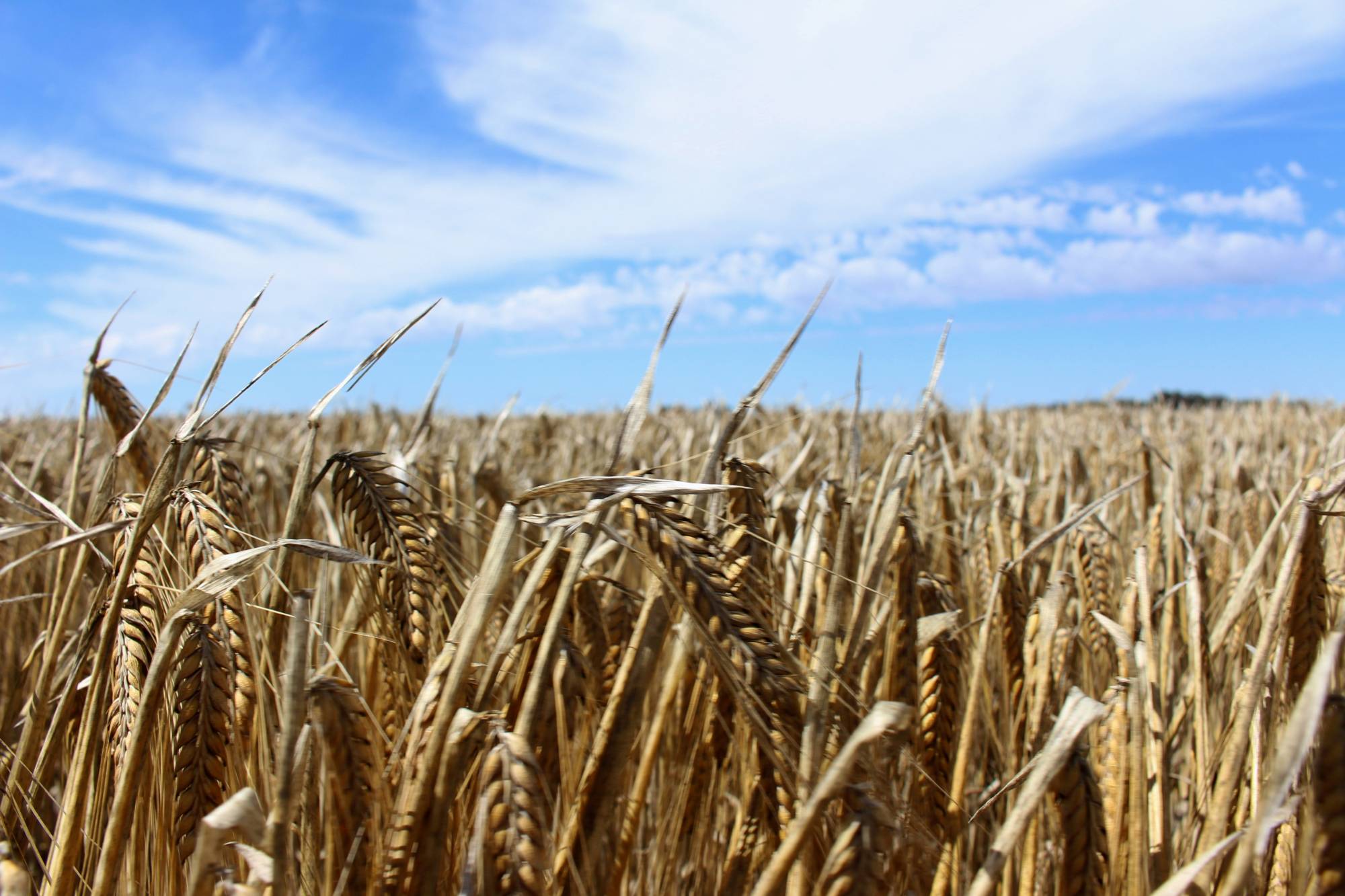 A barley field at a farm near Moree, an inland town in New South Wales, Australia  | REUTERS 