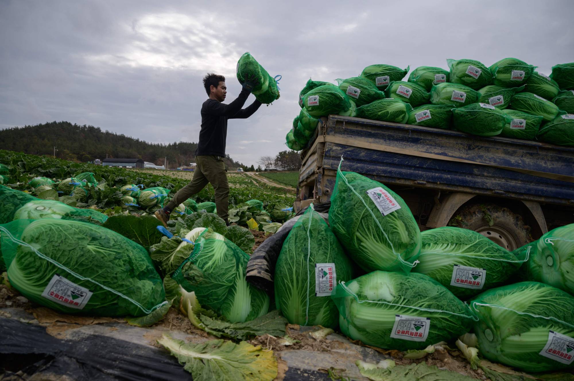 A worker from Thailand at a farm near Mokpo, South Korea, in November | AFP-JIJIJI