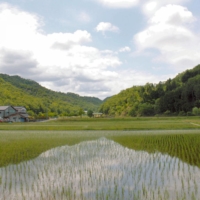 Wetlands and paddy fields are the Oritenal white stork’s favorite feeding grounds. | TOYOOKA CITY