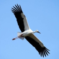 The Oriental white stork is a large, white bird with black wing feathers, red skin around its eyes, whitish irises and a black beak. | TOYOOKA CITY