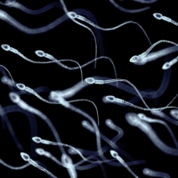 Men who tout themselves as sperm donors on the internet are using their virility for what they claim is a charitable cause to help women get pregnant. | GETTY IMAGES