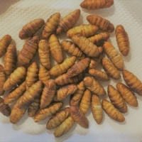 Silkworm pupa used in the products created by Ellie Inc\'s Silk Food brand of food | COURTESY OF ELLIE INC.

