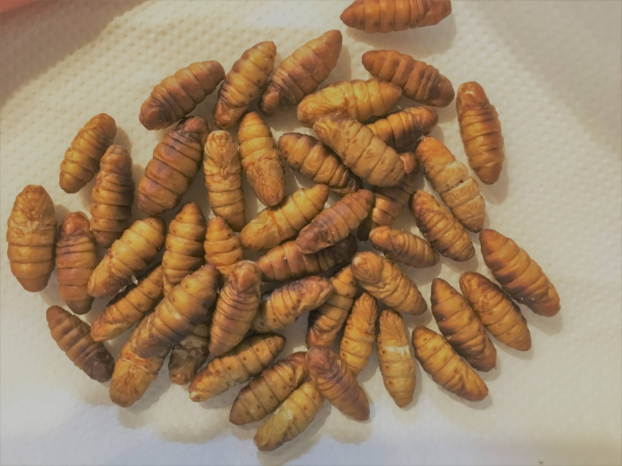 Silkworm pupa used in the products created by Ellie Inc's Silk Food brand of food | Courtesy of Ellie Inc. 