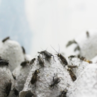 Crickets are a nutritious, low-calorie food source.  | COURTESY OF GRYLLUS