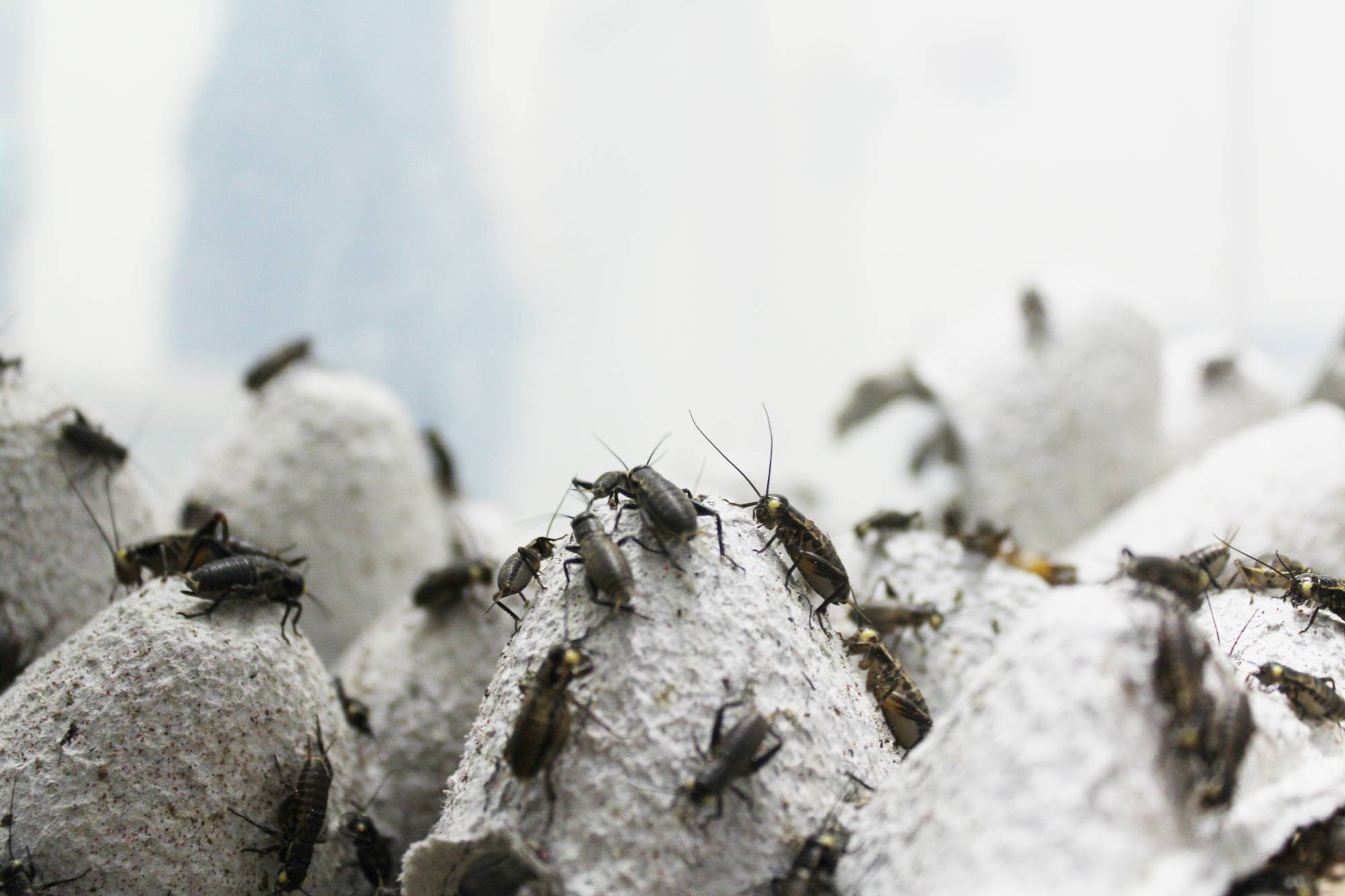 Crickets are a nutritious, low-calorie food source. | Courtesy of Gryllus