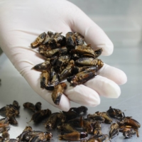 Muji has developed a brand of crackers made from crickets out of concern over the rapid increase in the global population that could trigger future food security and environmental issues. | COURTESY OF GRYLLUS
