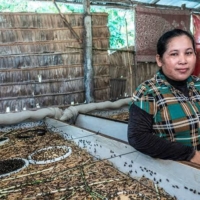 Some Cambodian farmers are turning substantial profit from breeding crickets for food and feed under the guidance of Ecologgie, a Japanese startup. | COURTESY OF ECOLOGGIE
