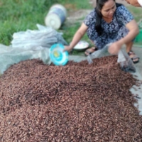 Ecologgie works with Cambodian farmers to breed crickets that can be used as ingredients for food and animal feed.  | COURTESY OF ECOLOGGIE