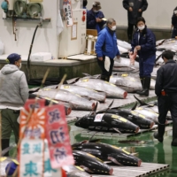 Market players check the bluefin tuna put up for the New Year\'s auction at the Toyosu fish market in Tokyo on Tuesday. | KYODO