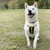 A few tricks: Koji has mastered \"sit\" and he\'s working on \"stay.\" | SAKURA NISHITAKI
