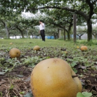 Pears lie on the ground at a fruit farm in Matsudo, Chiba Prefecture, in September 2019 in the wake of Typhoon Faxai. | KYODO
