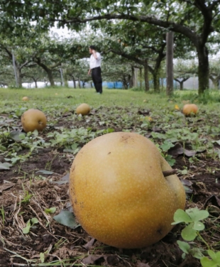 Pears lie on the ground at a fruit farm in Matsudo, Chiba Prefecture, in September 2019 in the wake of Typhoon Faxai. | KYODO 