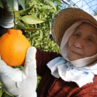 Ritsuko Watanabe harvests a Japanese citrus fruit on Gogo Island in Ehime Prefecture. | BLOOMBERG