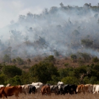 Africa\'s Great Green Wall has so far covered only 4% of its target area — 4 million hectares — despite being more than halfway towards its final deadline. | REUTERS