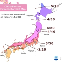 Japan Meteorological Corp., an Osaka-based weather-forecasting company, has predicted when Somei-Yoshino-variety cherry blossom trees are expected to open their blooms across the nation. | 
