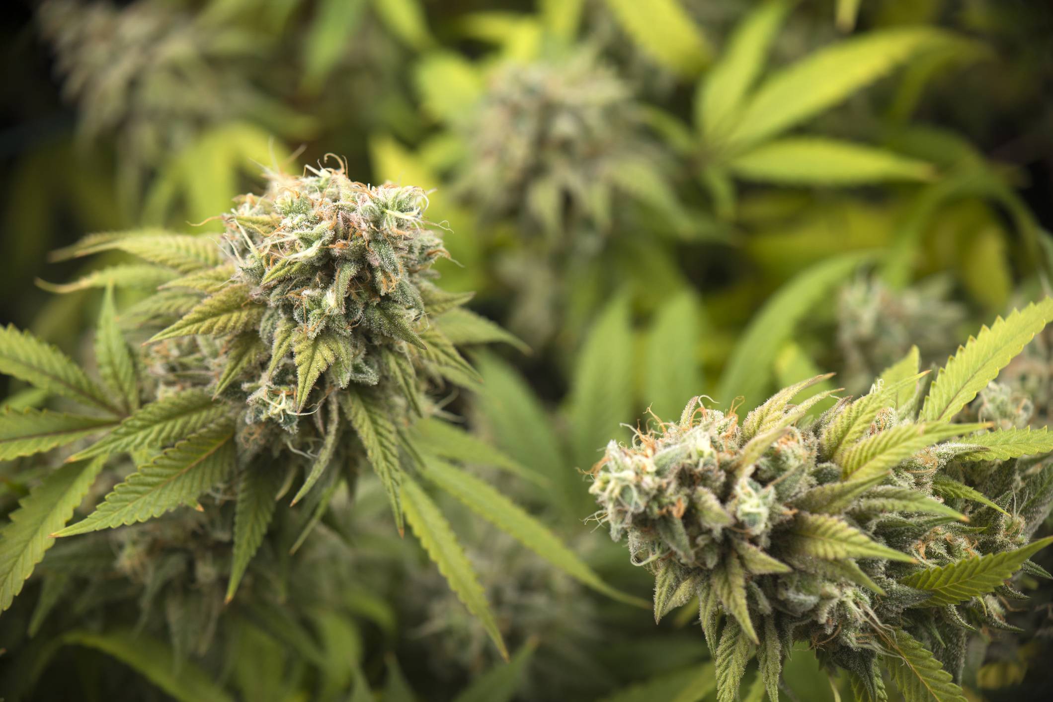 Japanese authorities have demonstrated a strong resistance to trends in other countries to decriminalize and even commercialize the drug's medicinal and recreational consumption. | GETTY IMAGES