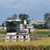 Farmers at a local agricultural cooperative in Sendai\'s Shinhama district harvest rice in September. | KAHOKU SHIMPO
