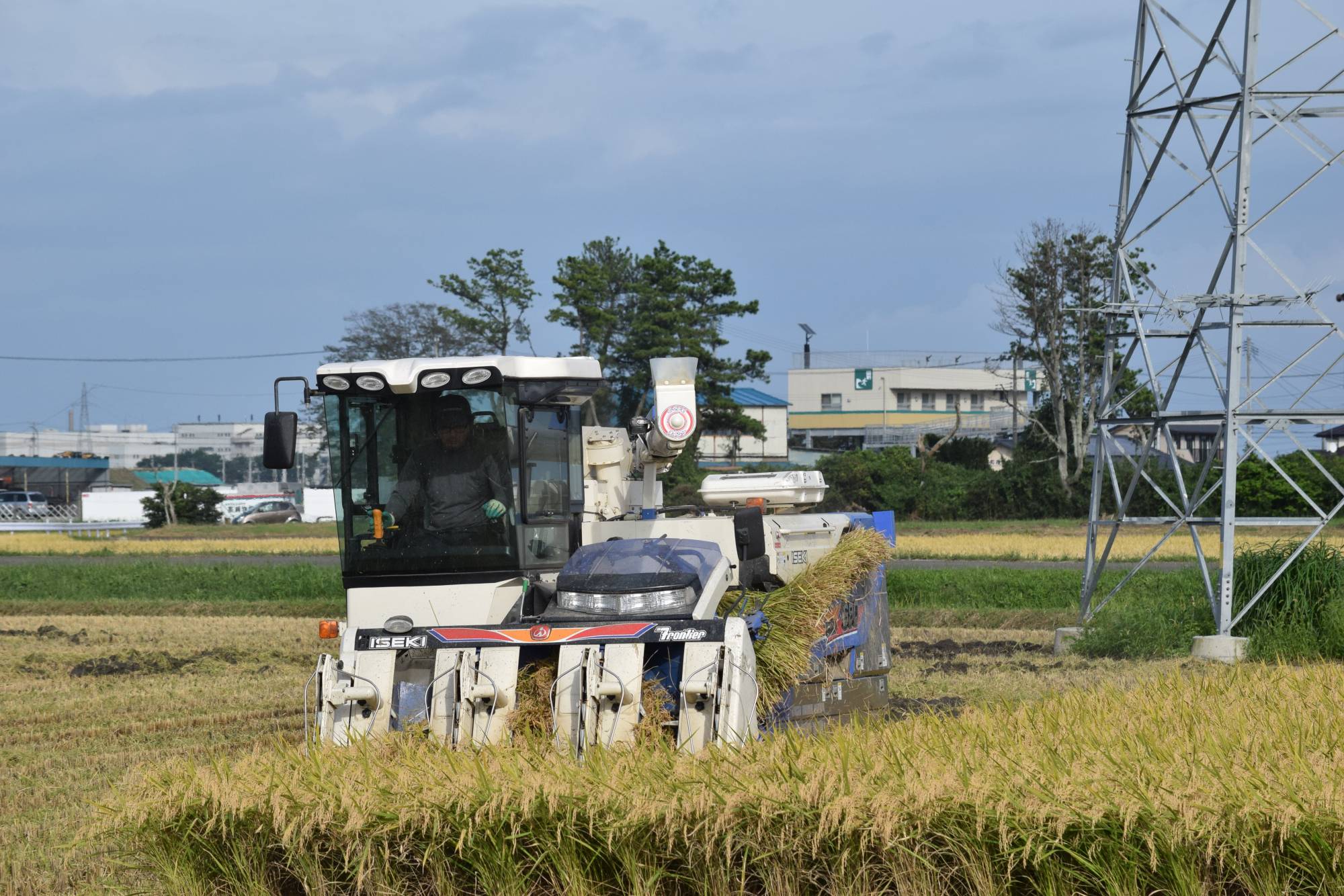 Farmers at a local agricultural cooperative in Sendai's Shinhama district harvest rice in September. | KAHOKU SHIMPO