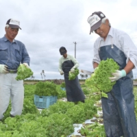 Yoshiichi Miura (left), who heads a local farmers union, harvests leafy vegetables with fellow farmers in Sendai in September. | KAHOKU SHIMPO
