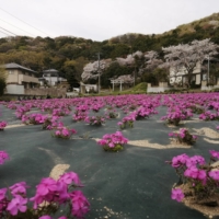 Moss phlox  flowers in full bloom | CITY OF TSUKUBA