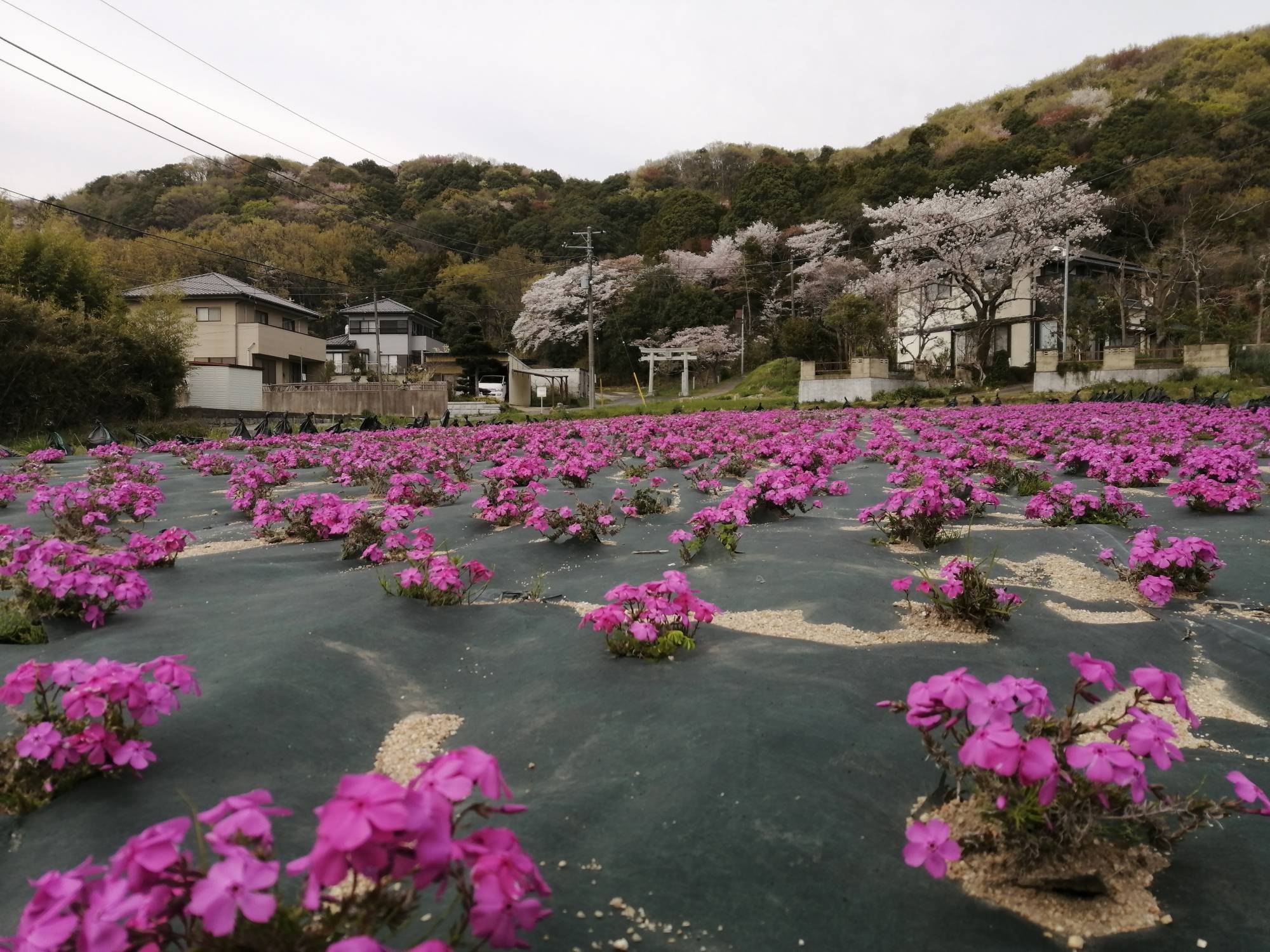 Japan Times