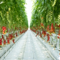 One of the largest agricultural greenhouses in Japan | 2020 AGRI D INC.