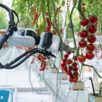 Automatic harvesting robot used to collect tomatoes | 2020 AGRI D INC.