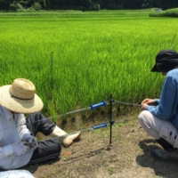 Noto Island farmers setting up an electric fence against wildlife encroachment in July 2016 | EVONNE YIU