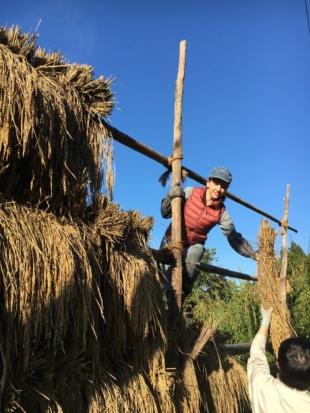 Harvest: Hannah Kirshner helps friends take rice off the hasa drying rack for threshing. | HANNAH KIRSHNER 