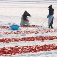 Sun and snow: In a process called yuki-sarashi, chili peppers are spread out on the snow in Niigata Prefecture to freeze-dry. | PIXTA
