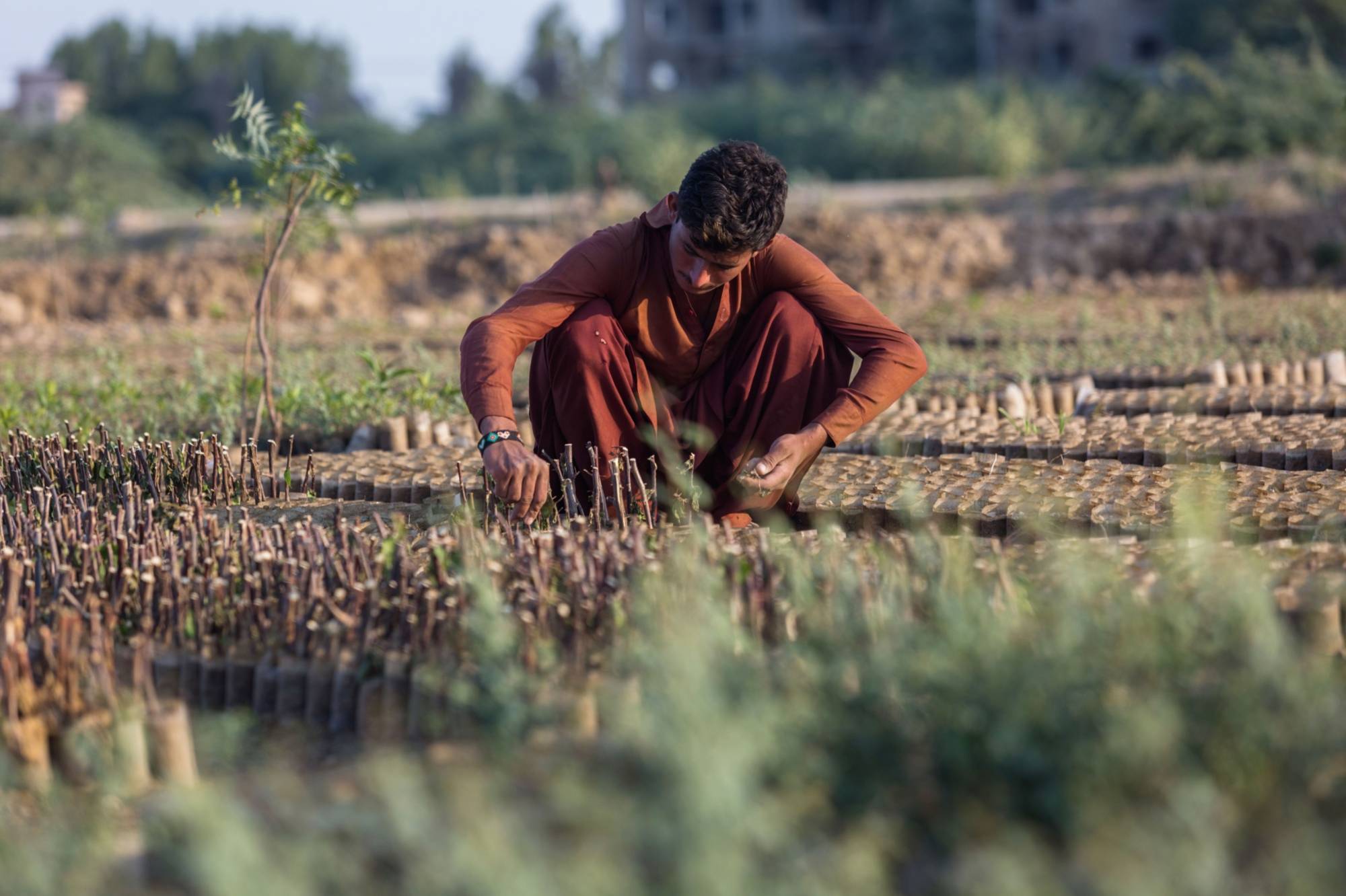 A worker propagates plants at a Sindh Forest Department nursery along the M9 highway in Karachi.  | BLOOMBERG