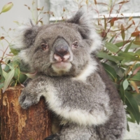 Midori, a 24-year-old female koala recognized by Guinness World Records as the world\'s oldest ever to be held in captivity, at a zoo in Hyogo Prefecture on Monday | AWAJI FARM PARK ENGLAND HILL / VIA KYODO