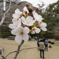 A cherry tree in bloom at Shukkeien Garden in Hiroshima on Thursday | KYODO