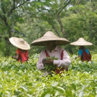 Workers pluck tea leaves inside on the outskirts of Agartala, India. | REUTERS