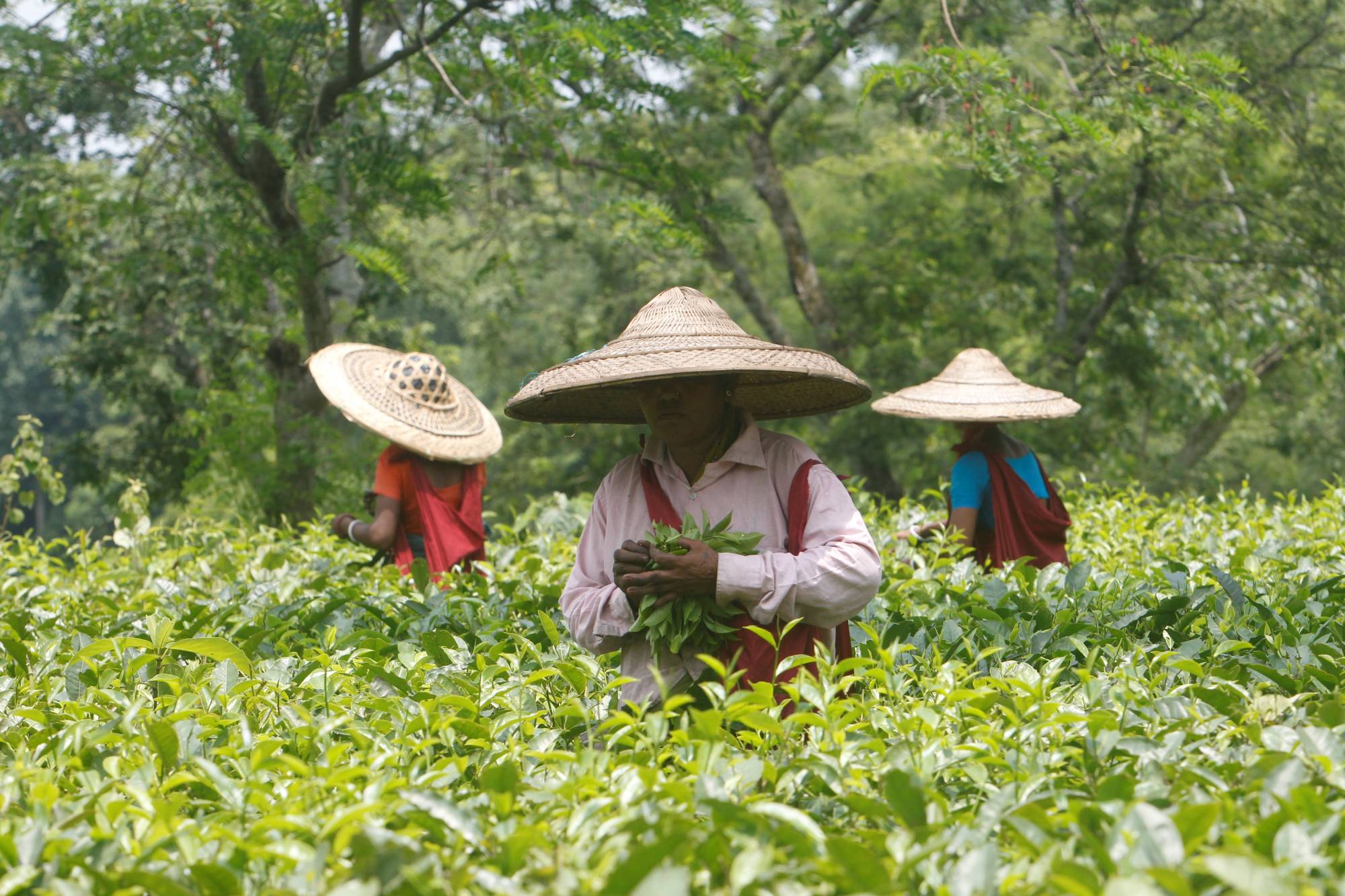Workers pluck tea leaves inside on the outskirts of Agartala, India. | REUTERS