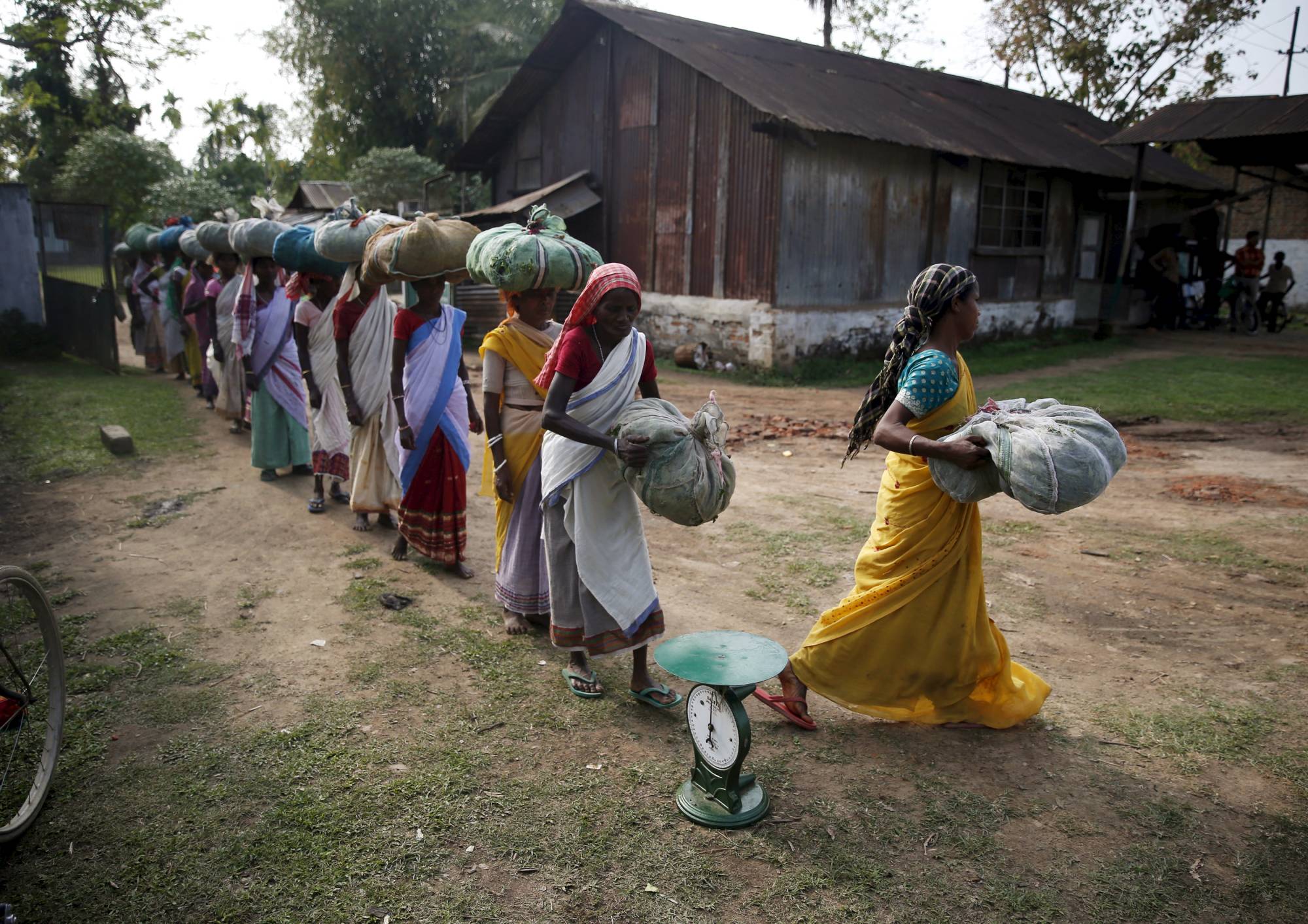 Workers arrive to weigh tea leaves in India's Assam state. | Reuters
