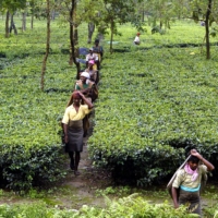 Indian tea pickers arrive for work at a tea estate in the northeastern Indian state of West Bengal.  | REUTERS