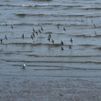 Birds fly over a beach near Sheerness, England.  | DYLAN MARTINEZ